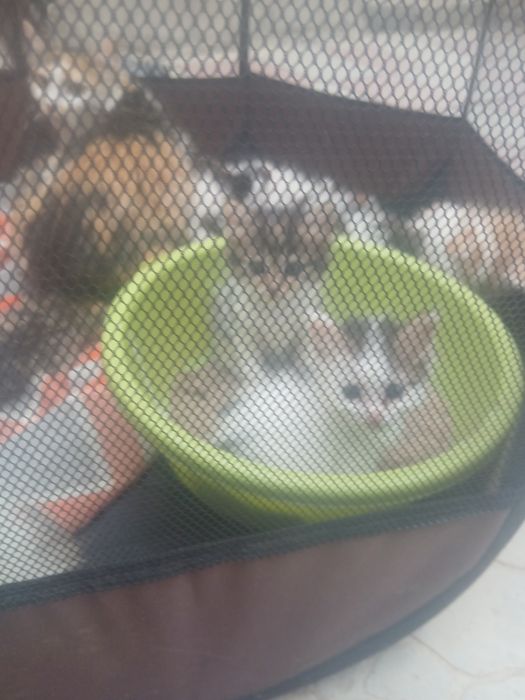 Отдам даром котят