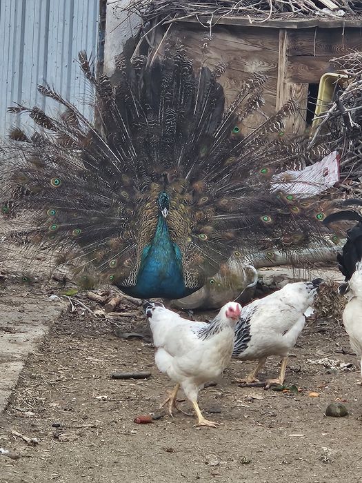 Павлины 2 штуки самец и самки