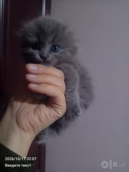 Продается котята