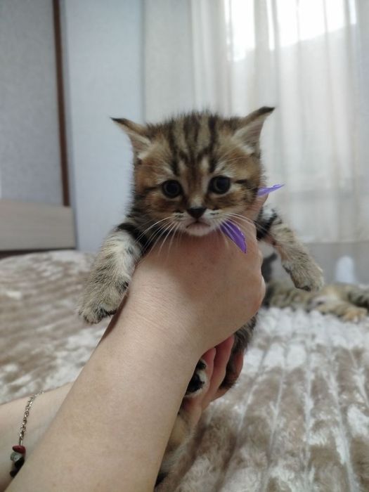 Ласковые, нежные малыши Скотиш фолд и страйт