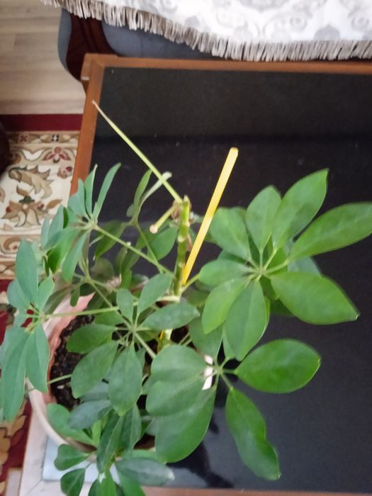 Продам цветок срочно