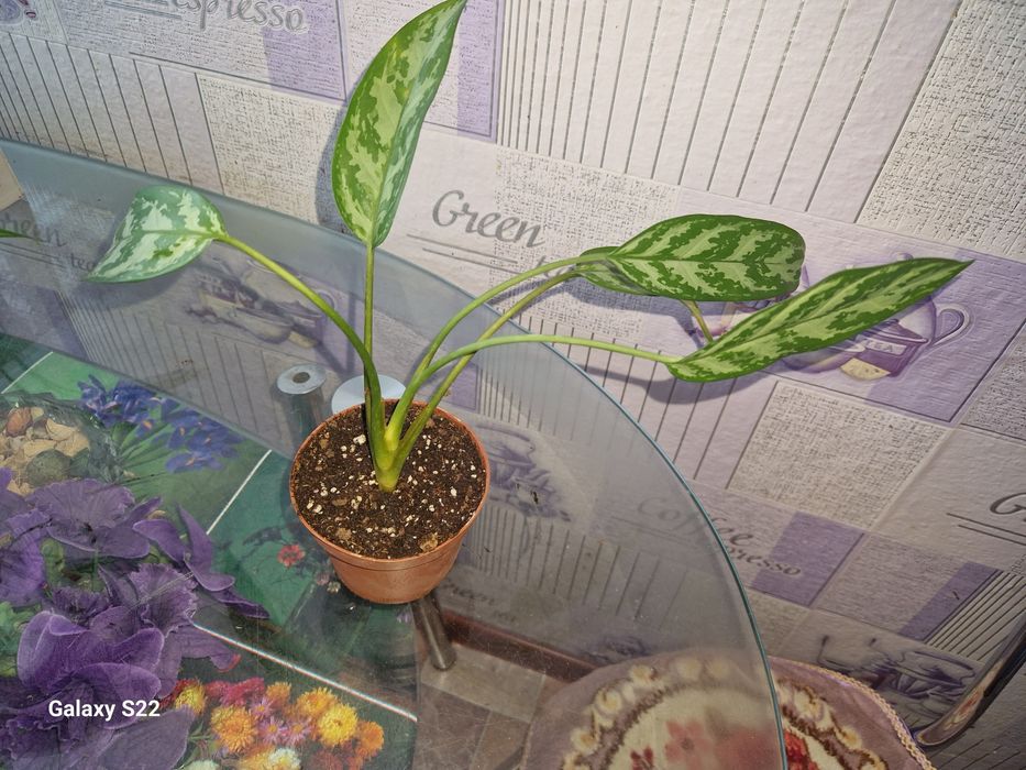 Цветы домашние, Аглаонема.