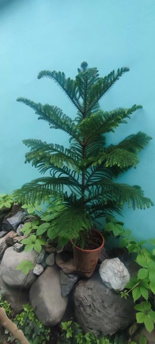 Араукария продается свежая