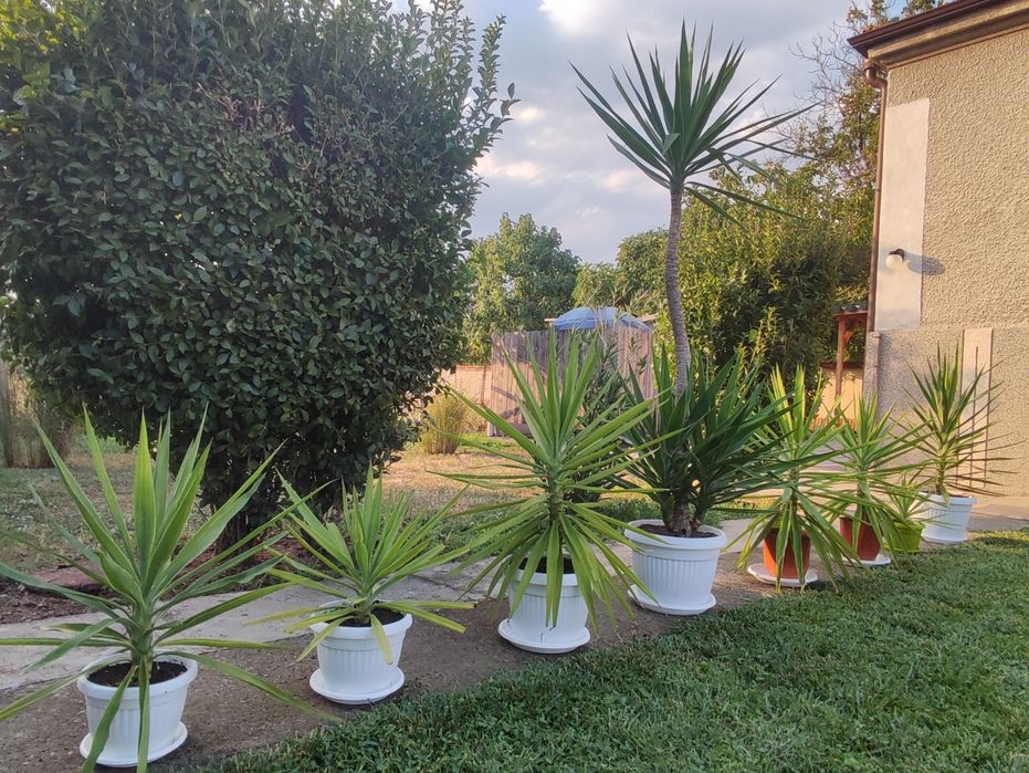 Палми Юка - многогодишни.