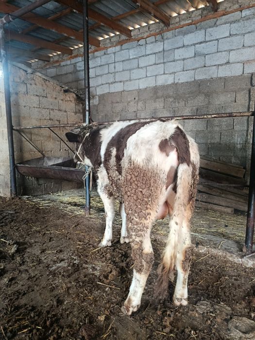 Буқа сатылады аа