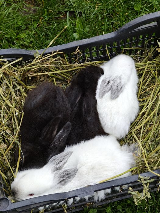 Vând iepuri californieni