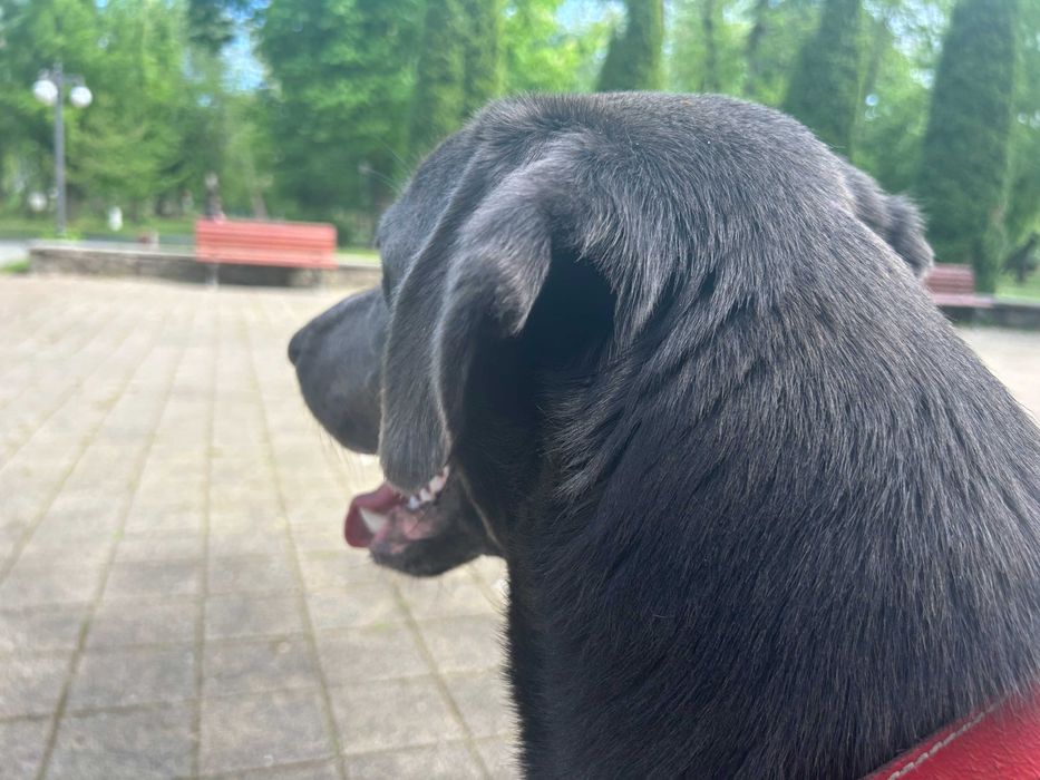 DRESAJ CANIN PROFESIONIST | septembrie educatie & reabilitare| JOCO DOG ACADEMY