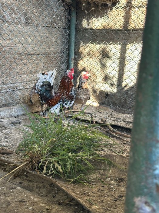 Кокошка Японска и бели пощенски гълъби