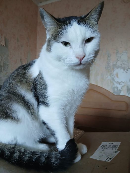 Отдам кота Штефана