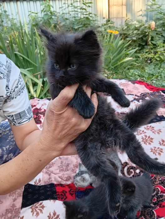 Котята в добрые руки отдадим
