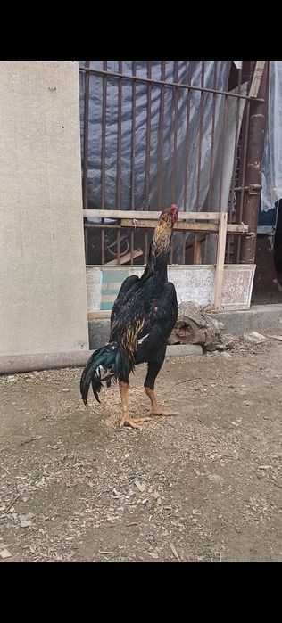 Бойцовый петух китайц