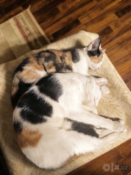 Котятя в добрые руки