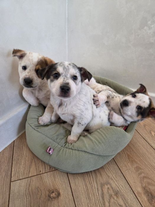 Щенятки в добрые руки