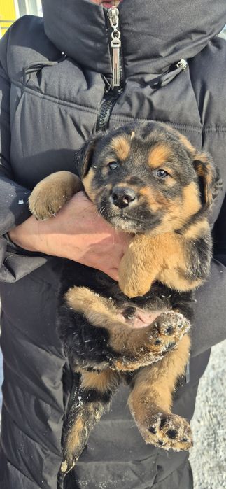 Щенки ищут себе дом