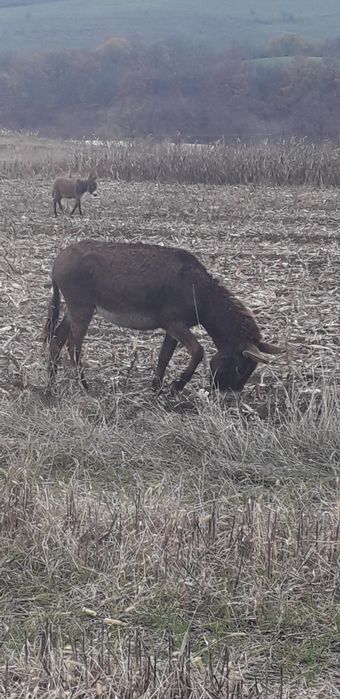 De vanzare două magarite