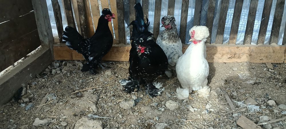 Сұлтанкалар сатылады