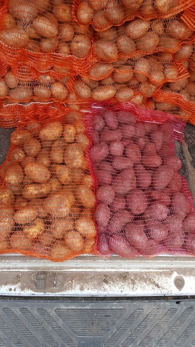 grau ,porumb,uruiala