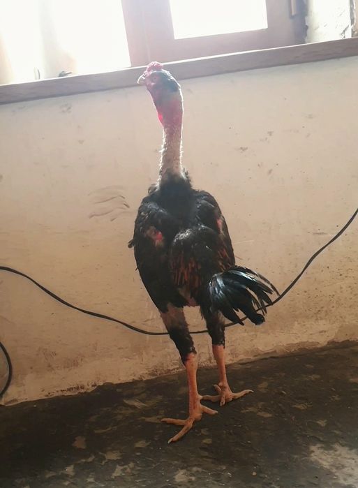 jo'jamizi barter qilamiz opog' dakang jo'jani tozasiga