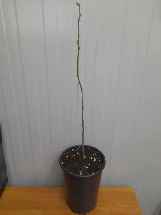 Албиция (Копринено дърво)