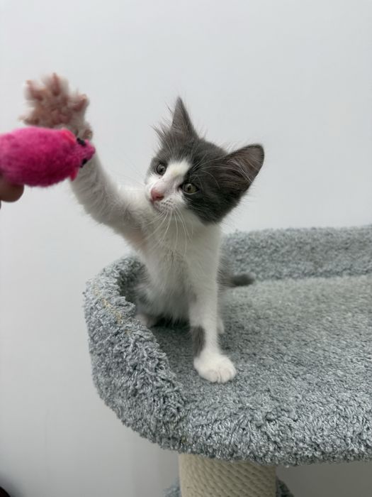 Котята в Актау хорошие руки