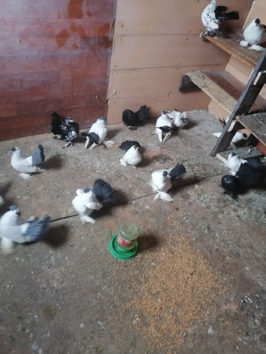 Продам голубей очень