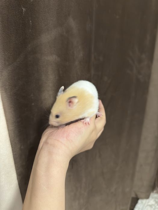 Продам сирийских хомяков