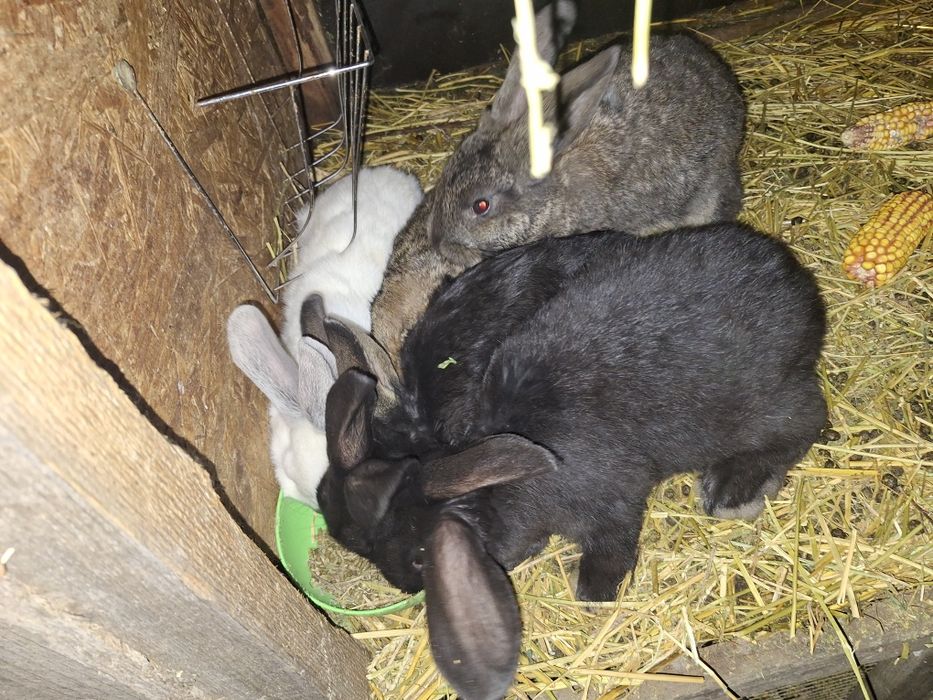Vând iepurași rasa comuna