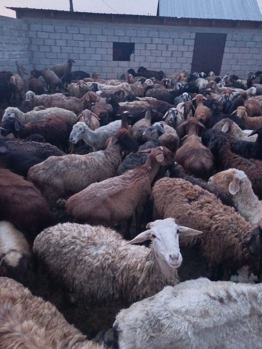 Продам баранов очен хороший