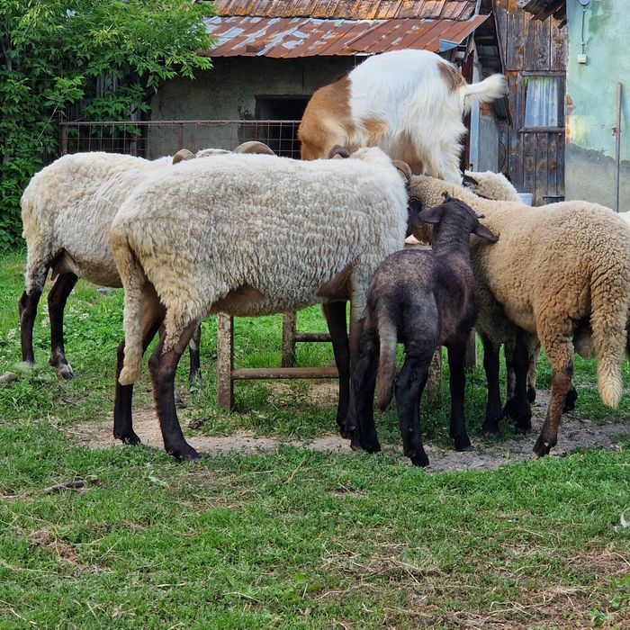 Vând oi mari bune de lapte
