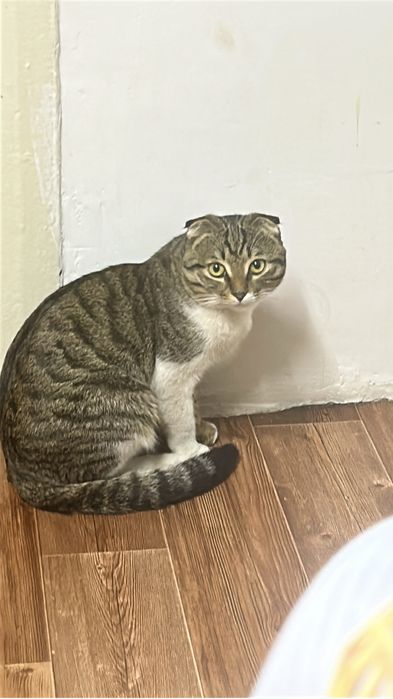 Потрялся котенок