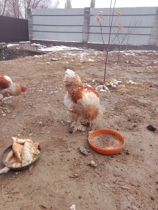 Жаксы таза брама