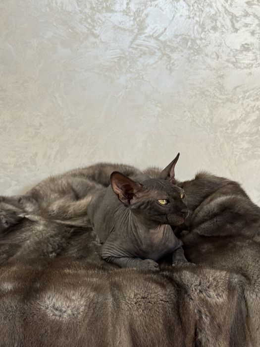 Продаются котята лонг и бамбино