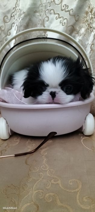 Щенки японского хина.