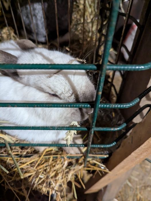 Кролики 3 крольчихи 2 крол 1