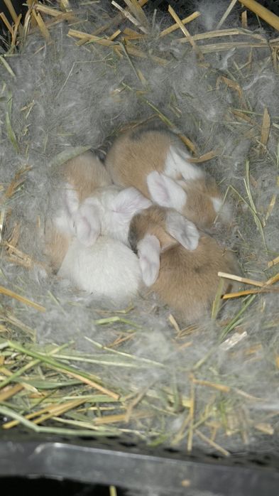 Куён Куёнчалар Баран