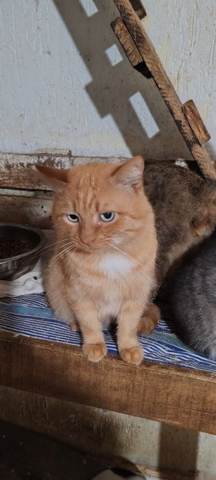 Кот, котик, котенок