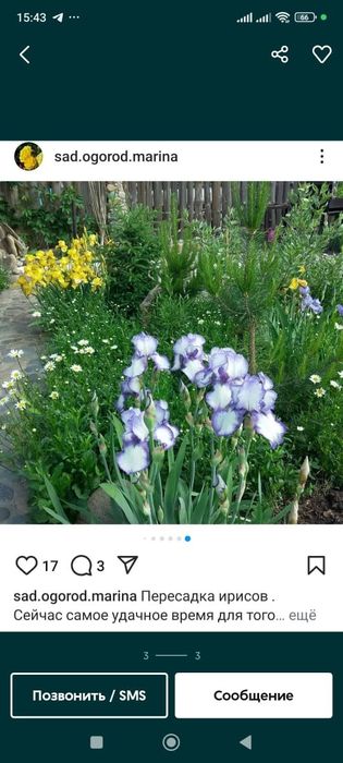 Продам цветы многолетние