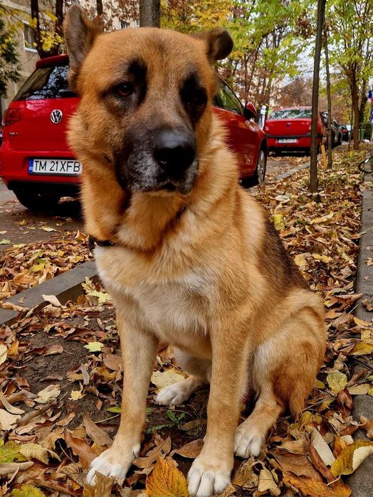 Spre adoptie un catelus Ciobanesc German