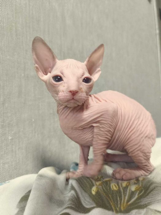 Девочка донского сфинкса