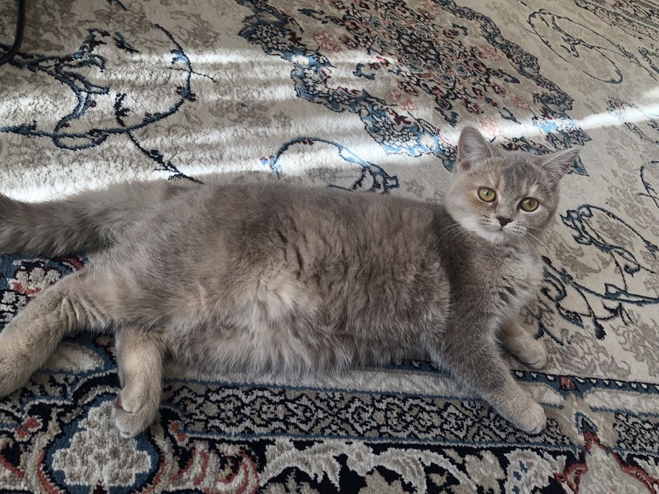 Scottish straight/qiz bola