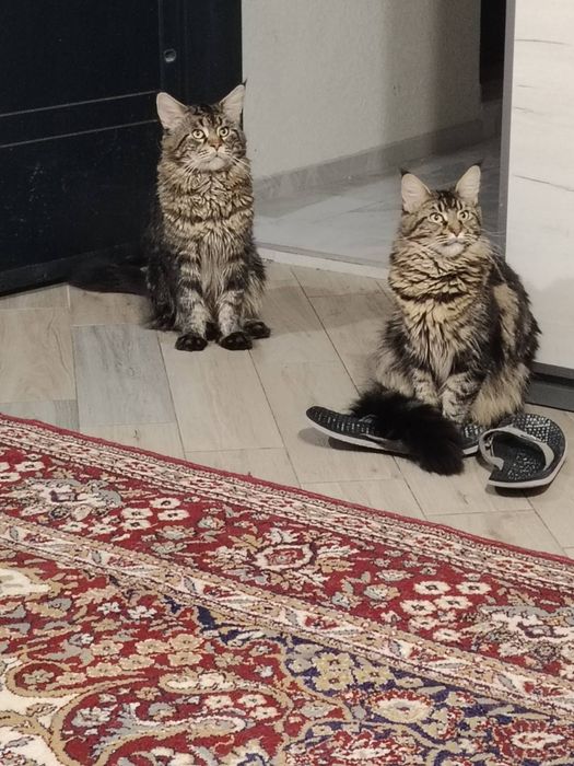 Мейн Кун, женско чистокръвно коте