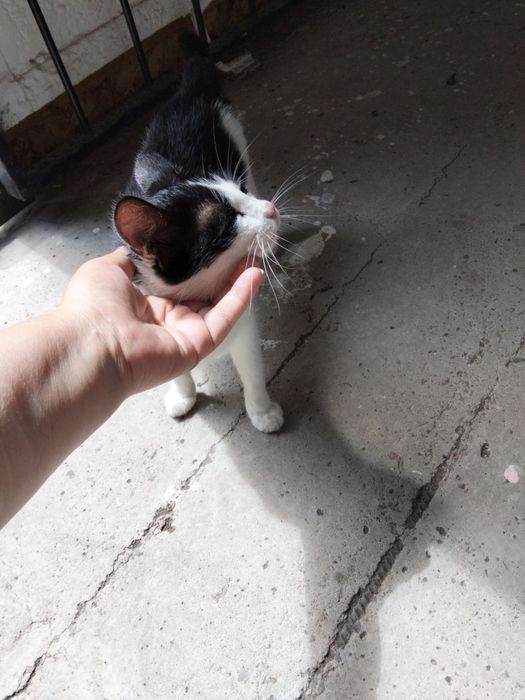 Котенок бесплатно