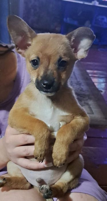 щенок той терьер