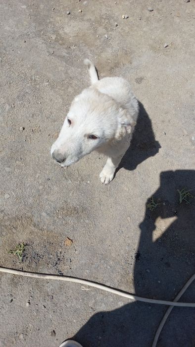 Щенка отдам в хорошие руки