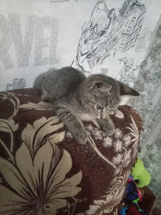 Отдам котёнка в добрые руки