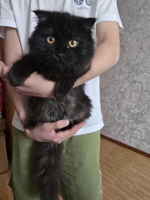 Отдадим кошечку в хорошие руки!