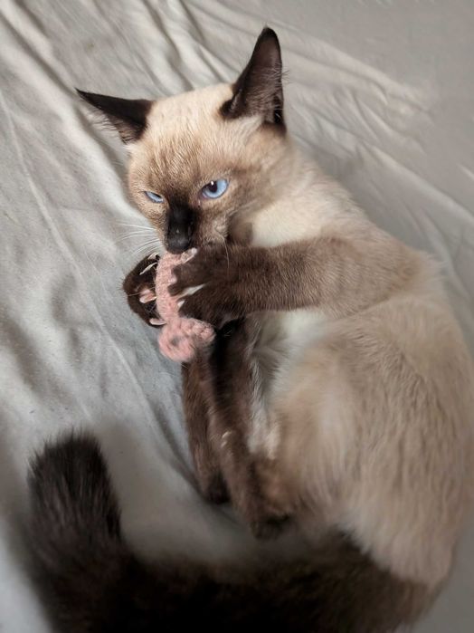 Сиамский котенок ищет дом!