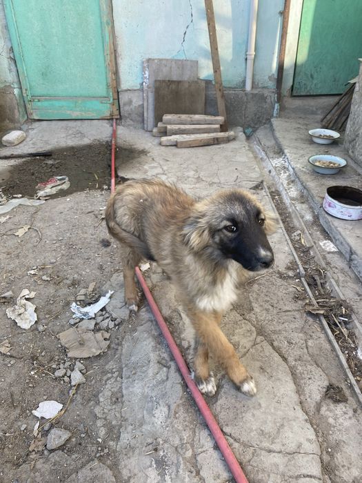 Мальчик в хорошие руки