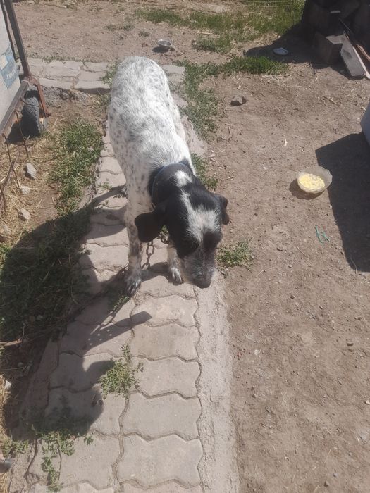 Дорогой пёс безоплатно