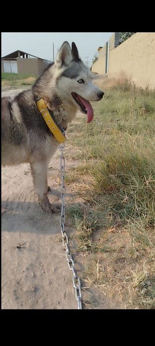 Xaski 7 oylik urğochi 100$ kelishtirib beramiz